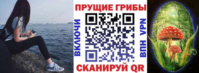 цены   Иланский  Галлюциногенные грибы Cubensis 